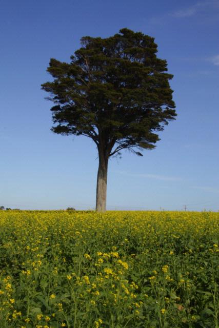 I counldn't resist but stop and capture the fields on our drive to Tuakau